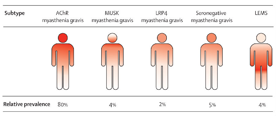 多年的江湖地位不是盖的;老二是musk(muscle specific kinase)抗体