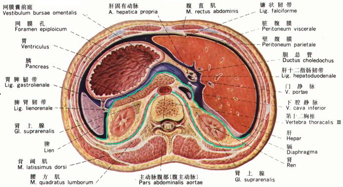 6.输尿管和性腺动脉(输精管/子宫动脉)的相对位置