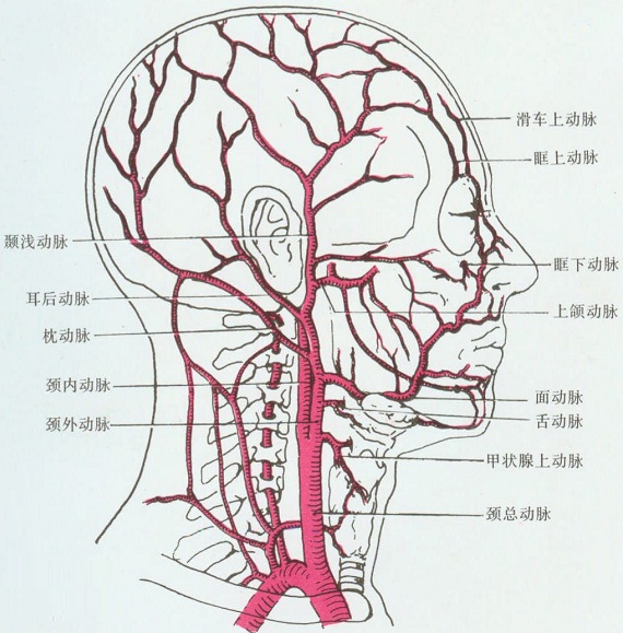 16个助记符:解剖&单词一锅端 颈外动脉为咽喉,头皮和面部供血.