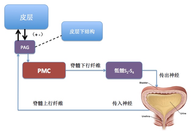 膀胱逼尿肌排尿反射及其调控