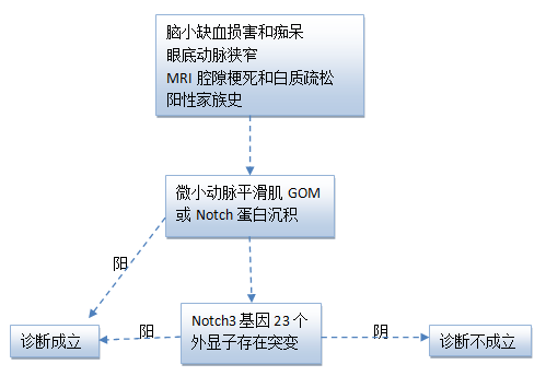 ④病理学检查:血管平滑肌细胞表面有gom沉积或notch3ecd蛋白免疫组化