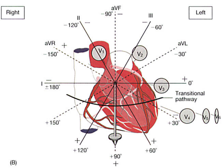 心脏病学大牛hurst教你运用向量解读心电图