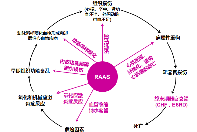 慢性心衰合并ckd患者如何应用raas抑制剂一文总结