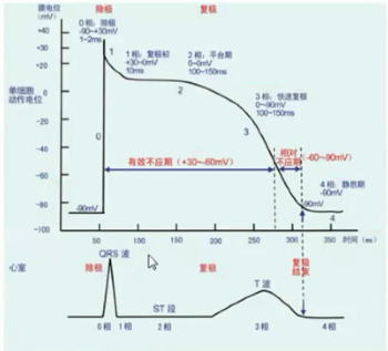 心肌动作电位与心电图的大致对应关系,单位时间内各离子流的大小