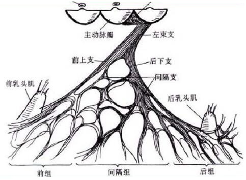 左侧面中上1/3交界处再次分支,左束支大致分成3组:(1)前组为左前分支